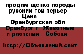 продам щенка породы русский той терьер › Цена ­ 2 500 - Оренбургская обл., Оренбург г. Животные и растения » Собаки   